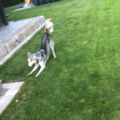 unsere Huskyhündin Anni
